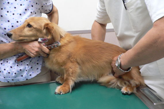 現役獣医師が解説 犬の椎間板ヘルニアの基礎知識