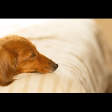 【獣医師が解説】ヘルニアになって尿がでない子が気を付けるべきこと