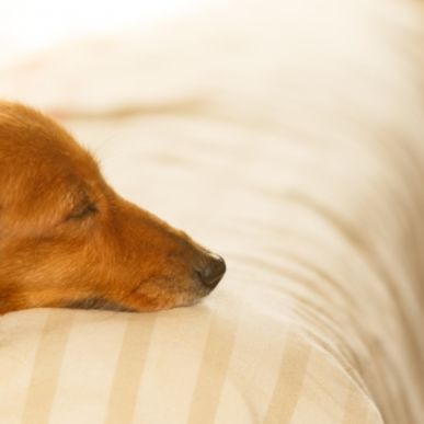 現役獣医師が解説 犬の椎間板ヘルニアの症状と特徴