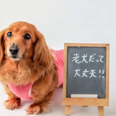 現役獣医師が解説 犬の椎間板ヘルニアの基礎知識