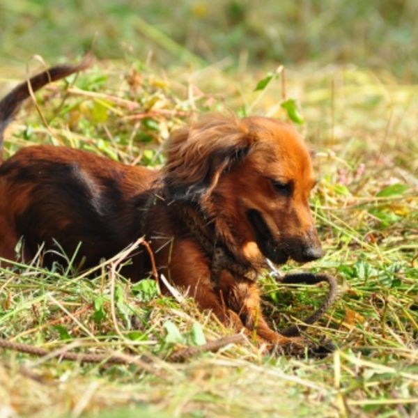 現役獣医師が解説 椎間板ヘルニアになってしまった犬のトイレのさせ方