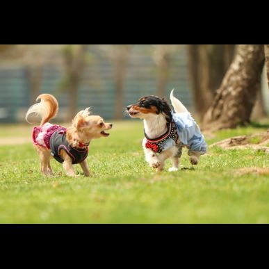 椎間板ヘルニアになった犬のリハビリ散歩について