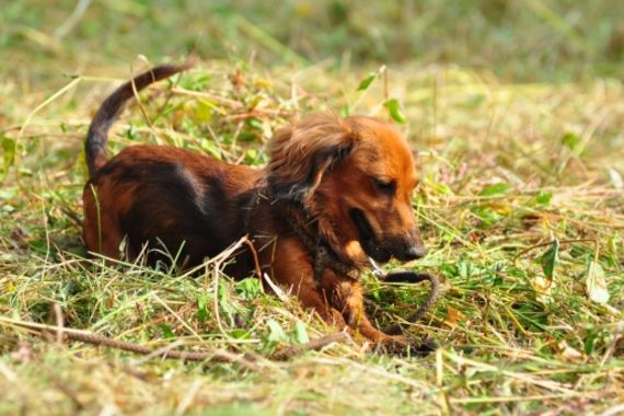 現役獣医師が解説 椎間板ヘルニアになった犬のリハビリ散歩について