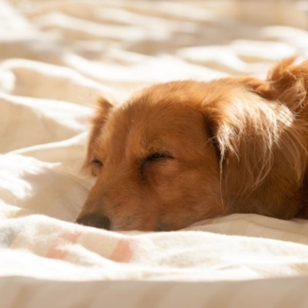 椎間板ヘルニアになってしまった犬の寝かせ方