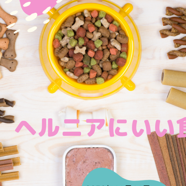 椎間板ヘルニアになってしまった犬のオススメの食事は？