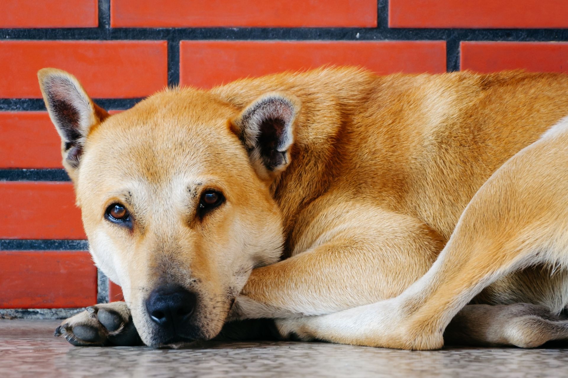 現役獣医師が解説 椎間板ヘルニアになってしまった犬のトイレのさせ方