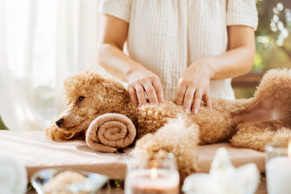 現役獣医師が解説 ヘルニアになってしまった犬のマッサージの仕方