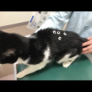 猫の鍼灸治療による改善症例のご紹介
