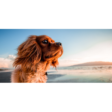 おすすめの椎間板ヘルニアの子へのサプリメント