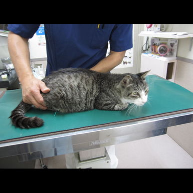 猫の鍼灸治療：体調不良、痛み、ストレスの緩和、代謝アップに効果的