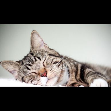 慢性腎不全の猫に鍼灸治療は有効です。
