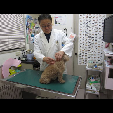 トイ･プードル  前肢麻痺 の鍼灸治療