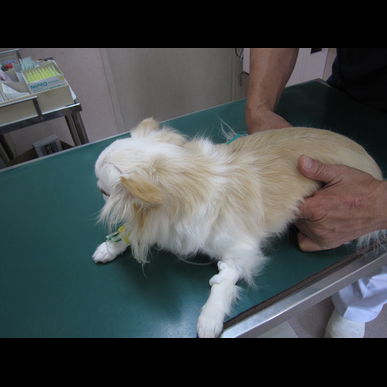 腰痛、腎機能低下の小型犬の鍼灸治療