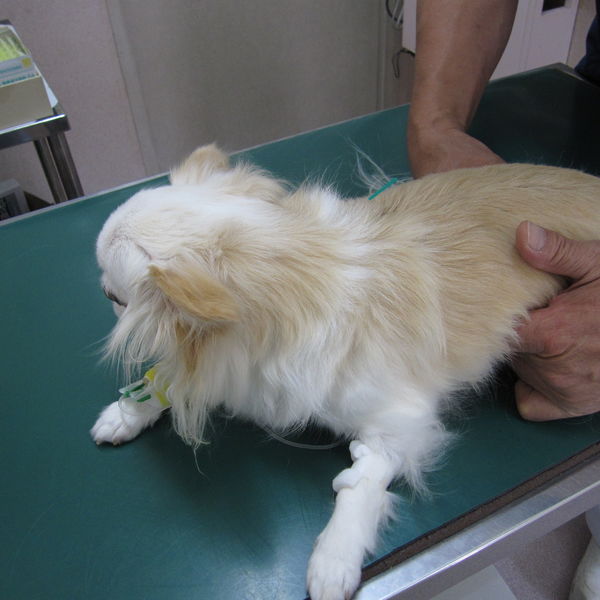 腰痛、腎機能低下の小型犬の鍼灸治療